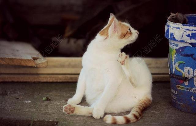 摄影唯美猫爪自己背景图片