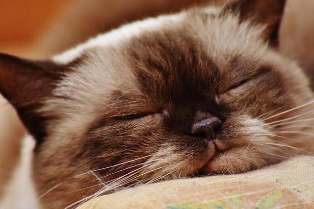猫 英国短毛猫 纯种 毛皮 布朗 米色 蓝色的眼睛 甜 可爱