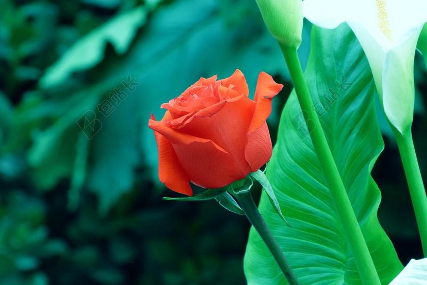 红色植物生机红色的玫瑰背景图片