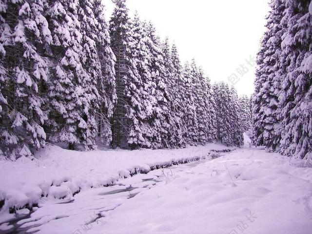 冬天 森林 雪 森林景观 松 冬天树 冰冷的河水 冻的河