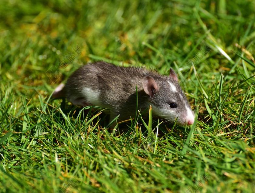 大鼠 鼠宝宝 高峰 可爱 年轻的动物 NAGER 甜 啮齿动物