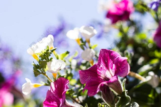 鲜花 春 花瓣 绿色 夏天 自然 特写 深度的字段 美丽