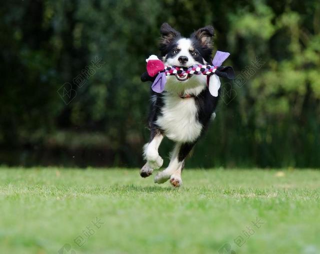 边境牧羊犬 走狗 俏皮 英国牧羊犬 狗 播放 宠物 三色