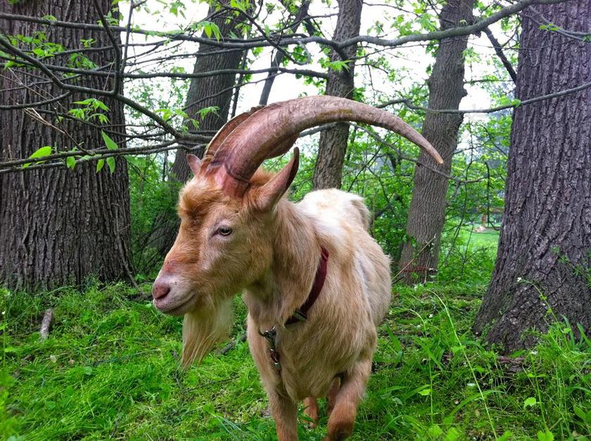 山羊 农场 动物 可爱 牛角 农场动物 农村 NJ 哺乳动物