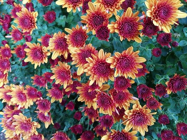小菊 坠花 鲜花 秋季 黄色小花 免费图片 花壁纸 菊花