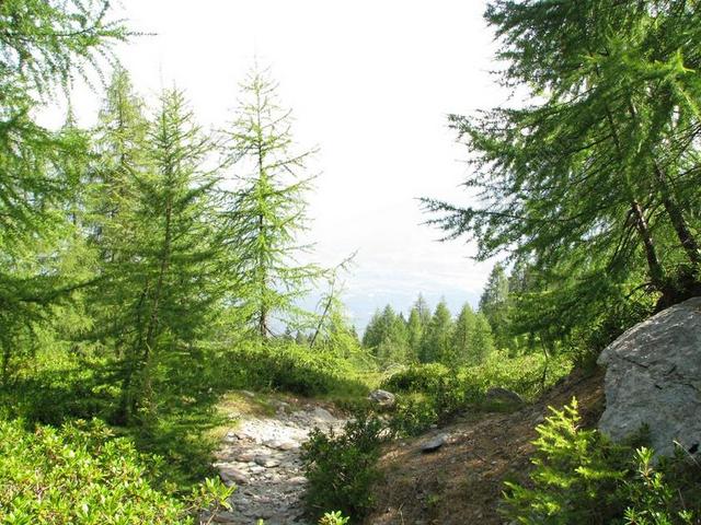 森林路径 山径 迁徙路线 落叶松林