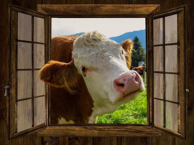 窗口 牛 阿尔姆 必胜客 草地 牧场 农场 好奇心 牛肉