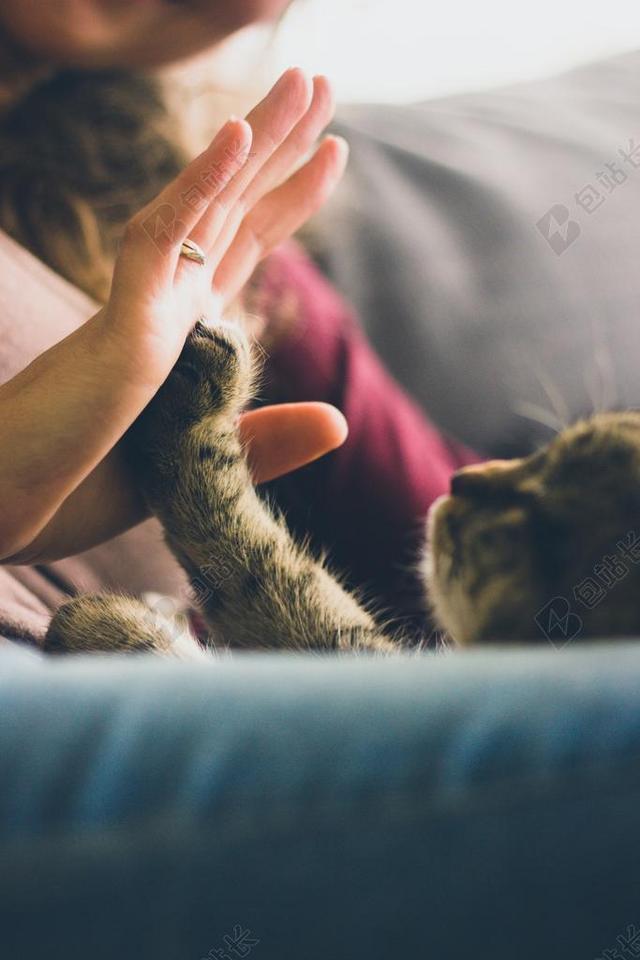 猫 人 播放 宠物 爪子 快乐 爱 一起 同伴 猫的 手