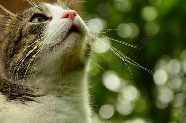 摄影唯美猫特写背景图片