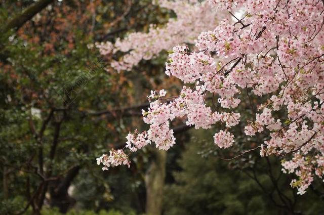 樱花 树  春 粉红色 开花 树 花 盛开 枝杈