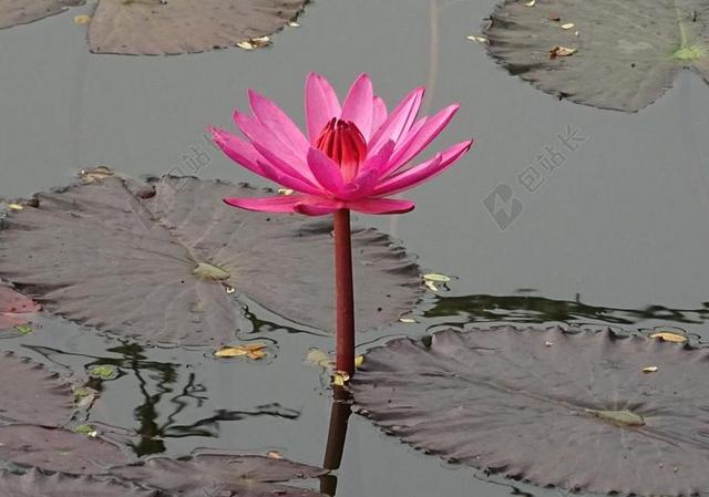 百合 花 红睡莲 LAL SHAPLA 拉尔卡迈勒