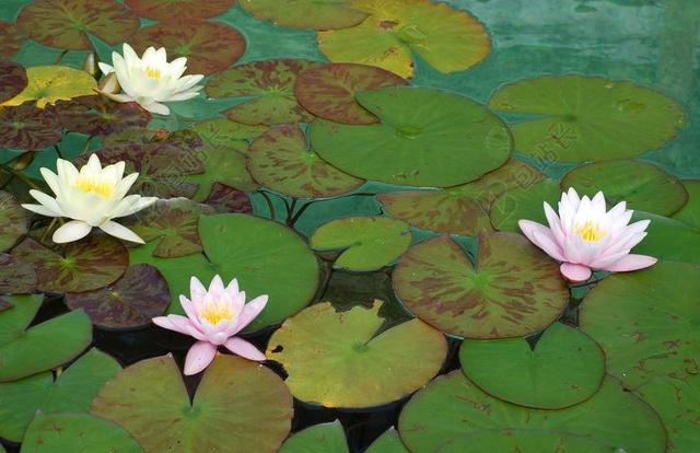 睡莲 玫瑰水 水生植物 湖玫瑰 池塘 开花 独独黄 盛开 水