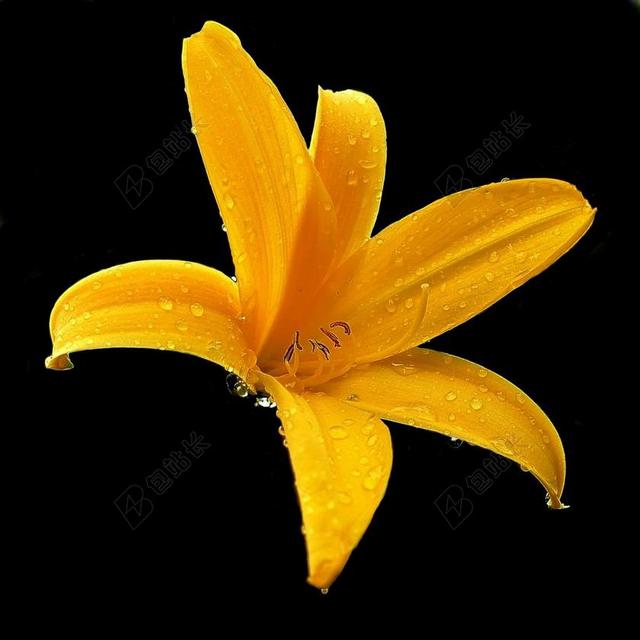 广告时尚盛开的百合花背景图片