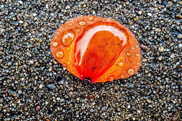 罂粟 雨 水 沥青 硬 红色 滴 一滴水 花瓣 表面张力