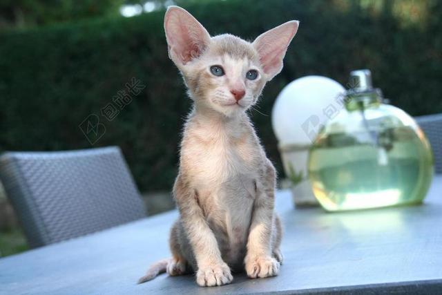 猫 甜 可爱 坐 等待 小猫 东方短毛猫 毛皮 魅力 动物