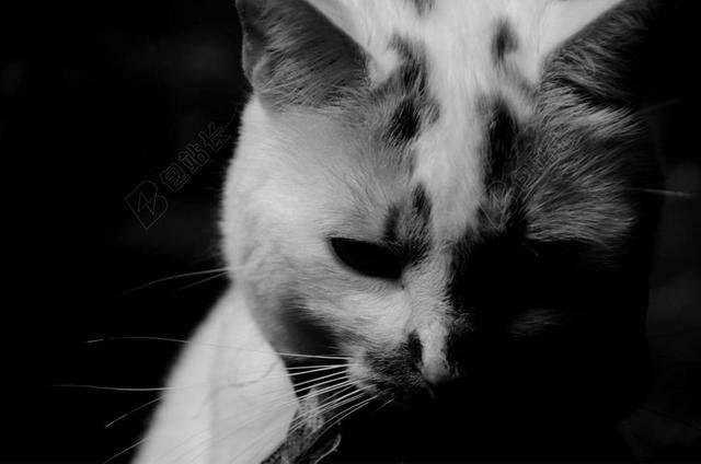 摄影复古昏暗的猫背景图片
