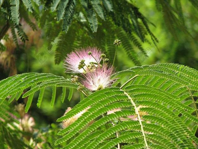 含羞草 蕨类植物 花 春 植物 开花 叶子 自然