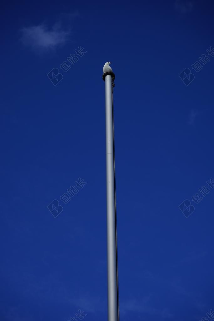 旗杆 海鸥 动物 鸟 展望 AUSSCHAU HIMMER