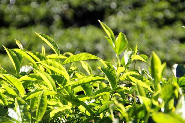 摄影唯美绿叶叶片背景图片