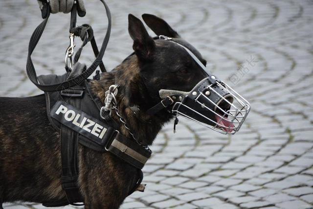 警方 警犬 狗 枪口 狗指南