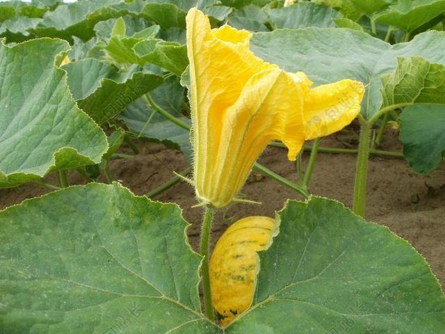 南瓜 字段 食品 蔬菜 收获 季节 农业 农场 自然