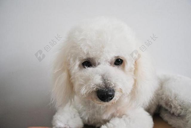 比熊 狗狗 可爱 白色 幼犬