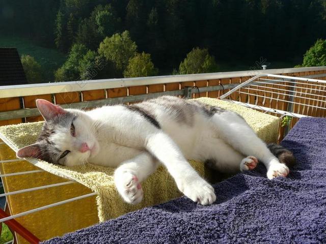 广告唯美趴着睡觉的猫背景图片
