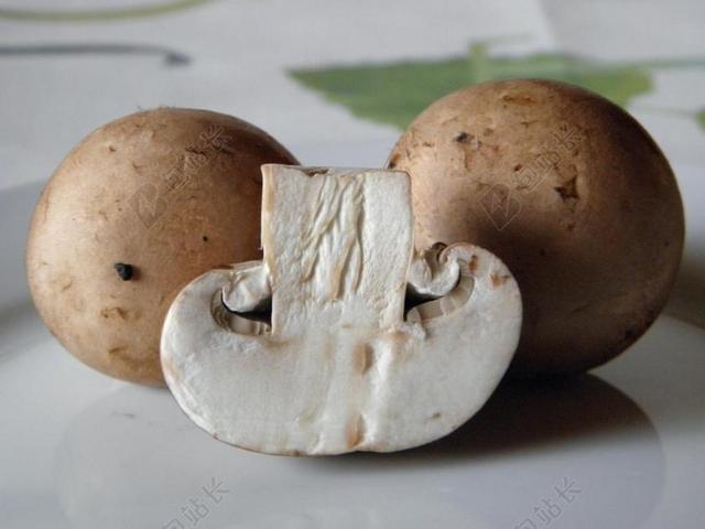 蘑菇 草地 森林 性质