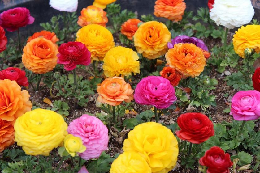 花卉园 鲜花 郁金香 春天 盆栽的植物