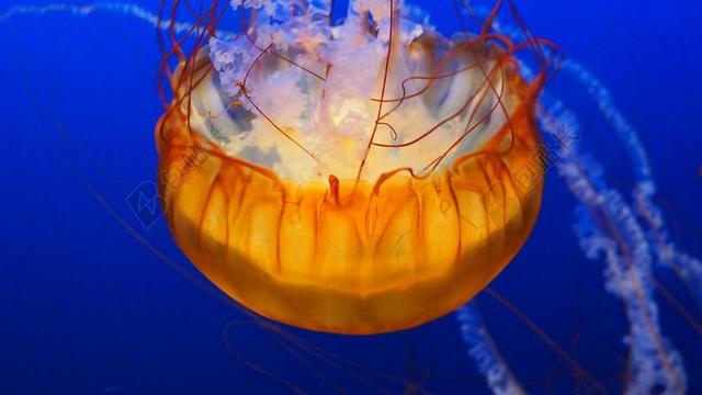 海蜇 水 水下 动物 海洋 海 触角 游泳 透明 海底