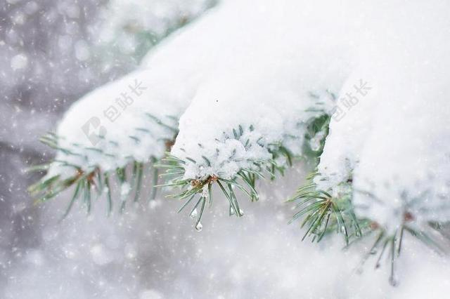 雪松树 松枝 冬天 雪 树 枝杈 圣诞节 松 松树 森林