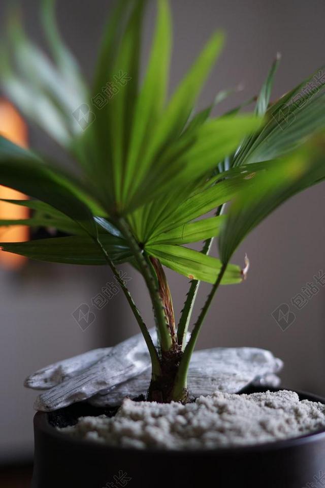 摄影清新新鲜茂盛的盆花宣传背景图片