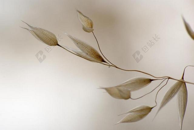 燕麦 明 草 干性 光 纸牌游戏 体贴