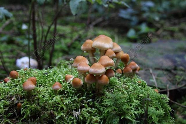 蘑菇 植物 殖民地 苔 森林 秋季 性质 绿色 森林的地面