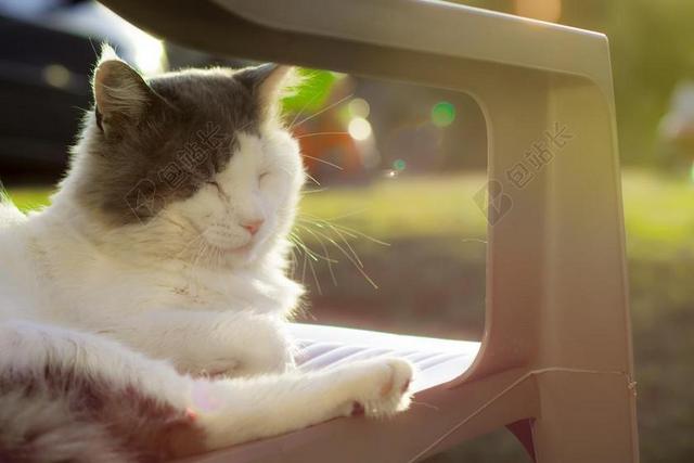 摄影唯美在椅子上瞌睡的猫公园背景图片