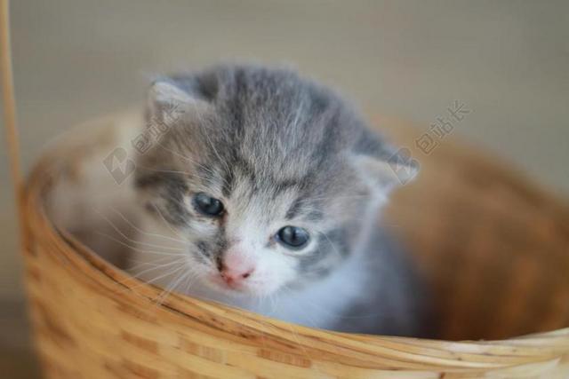 动物可爱的灰色小猫背景图片
