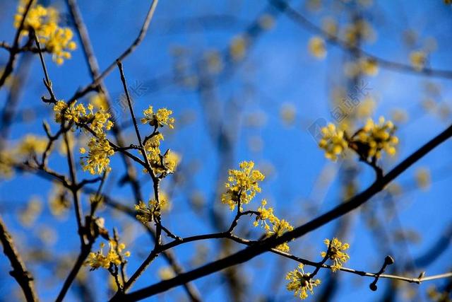 树 黄色的花 公园 自然 春 植物 夏天 花的 花园 枝杈