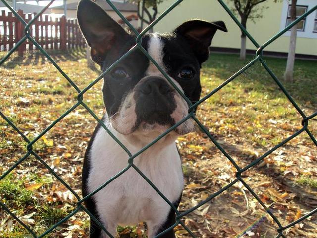 法国斗牛犬 狗 围栏 动物 宠物