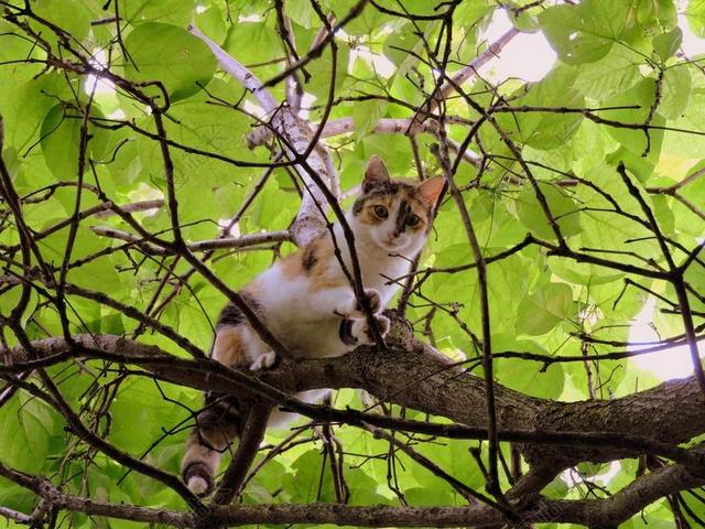 猫咪 树 攀爬 动物医院 分支机构 动物
