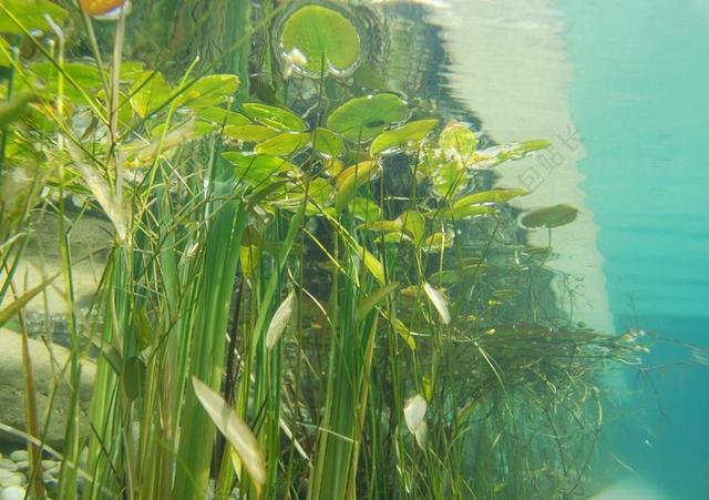 水下 摄影 池塘植物 水生植物 小区 池塘 睡莲 厂 水