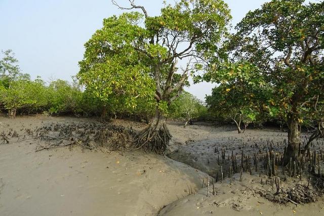 红树林 空中的根 松达 沼泽 森林 河 拉姆萨尔湿地