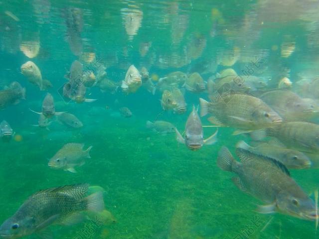 鱼 鱼类养殖 水族馆 水下 海底世界 跳水 鱼群 性质 水