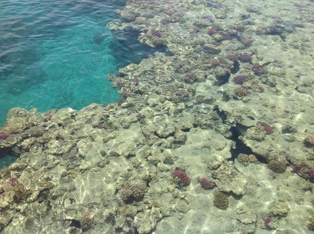 海 珊瑚礁 珊瑚