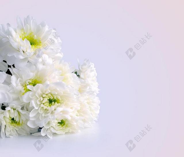鲜花 菊花 白 花束 庆典 祝贺 背景 抽象 空间 照片