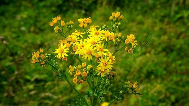 花 植物 花园 绿色 叶 户外 夏天 植物区系 成长 增长