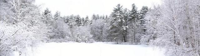 池 冬天 雪 冰 白 自然 景观 全景 户外 森林 冷