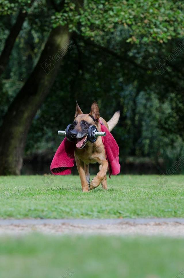 诀窍 狗把戏 玛利诺犬 狗表演把戏 训狗秘籍 比利时牧羊犬 健身