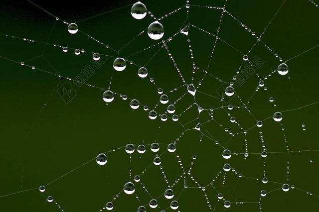 蜘蛛网 露水 秋季 MORGENTAU 网络 潮湿 性质 露珠