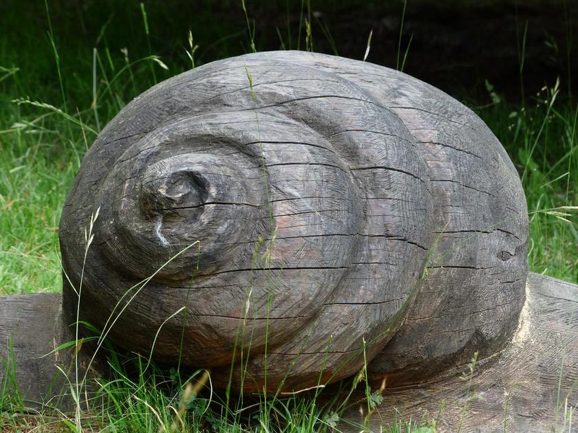 广告自然蜗牛贝壳背景图片