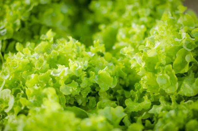 绿色 沙拉 蔬菜 有机 食品 叶 生菜 健康 新鲜 素